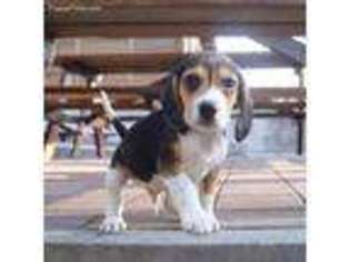 Labradoodle Puppy for sale in Virginia Beach, VA, USA
