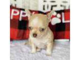 Chihuahua Puppy for sale in Warsaw, MO, USA