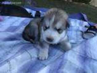 Alaskan Malamute Puppy for sale in Rolla, MO, USA