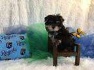 Mutt Puppy for sale in RICHMOND, MO, USA