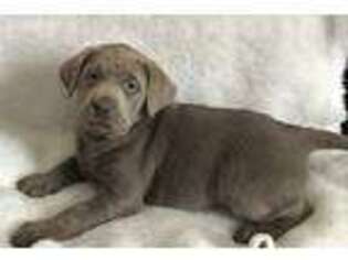 Labrador Retriever Puppy for sale in Du Quoin, IL, USA