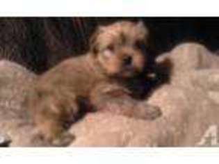Yorkshire Terrier Puppy for sale in RICHMOND, TX, USA