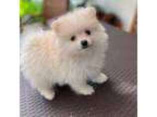 Pomeranian Puppy for sale in West Covina, CA, USA