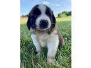 Saint Bernard Puppy for sale in Carbondale, IL, USA