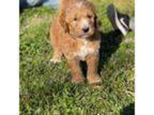 Goldendoodle Puppy for sale in Lufkin, TX, USA