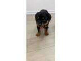 Rottweiler Puppy for sale in Freeport, NY, USA