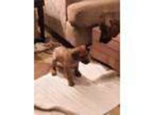 Rhodesian Ridgeback Puppy for sale in Coatesville, IN, USA