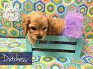 Cocker Spaniel Puppy for sale in Petal, MS, USA