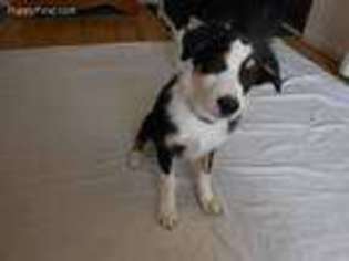 Border Collie Puppy for sale in Alamosa, CO, USA