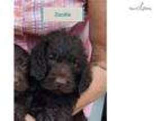 Labradoodle Puppy for sale in Lawrence, KS, USA