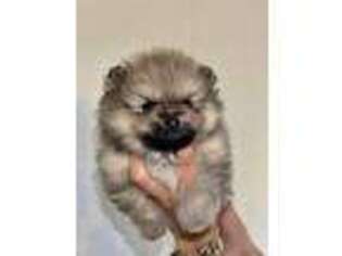 Pomeranian Puppy for sale in Lehigh Acres, FL, USA