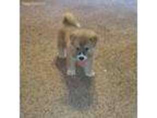 Akita Puppy for sale in Memphis, TN, USA