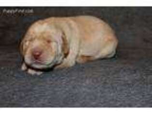 Labrador Retriever Puppy for sale in White Rock, NM, USA