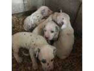 Dalmatian Puppy for sale in Mulberry, FL, USA