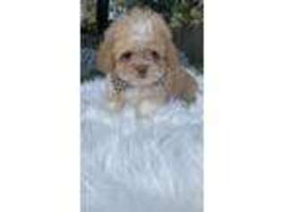 Shih-Poo Puppy for sale in Belleview, FL, USA