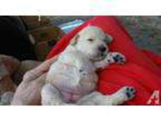 Labradoodle Puppy for sale in MESA, AZ, USA