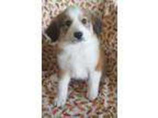 Mutt Puppy for sale in Newport, NE, USA