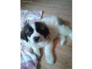 Saint Bernard Puppy for sale in Albion, ME, USA