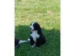 Bernese Mountain Dog Puppy for sale in Elkton, KY, USA