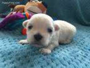 Maltese Puppy for sale in Hamlet, NC, USA