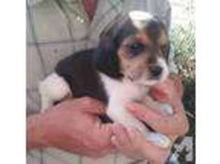 Beagle Puppy for sale in LEAKEY, TX, USA