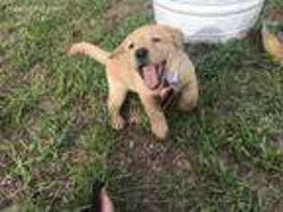Labrador Retriever Puppy for sale in Port Charlotte, FL, USA