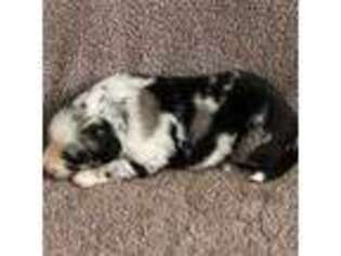 Miniature Australian Shepherd Puppy for sale in Tacoma, WA, USA