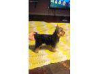 Yorkshire Terrier Puppy for sale in Clinton, TN, USA