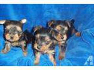 Yorkshire Terrier Puppy for sale in HAMPTONVILLE, NC, USA