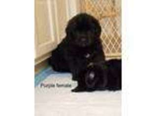 Newfoundland Puppy for sale in Cisco, TX, USA