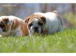 Bulldog Puppy for sale in Hillsville, VA, USA