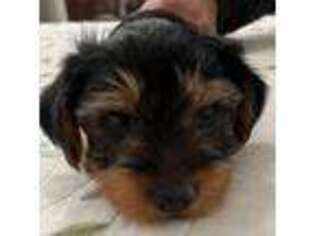 Yorkshire Terrier Puppy for sale in Queen Creek, AZ, USA