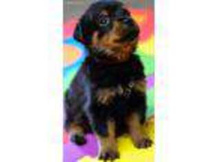 Rottweiler Puppy for sale in Oneida, NY, USA