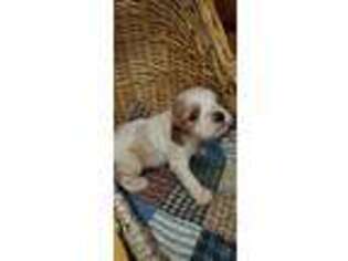Cavachon Puppy for sale in La Vernia, TX, USA