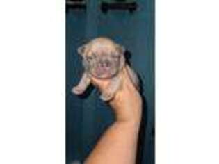 French Bulldog Puppy for sale in Vacaville, CA, USA