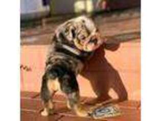 Bulldog Puppy for sale in Waco, TX, USA