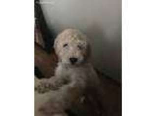 Goldendoodle Puppy for sale in Windsor, CT, USA
