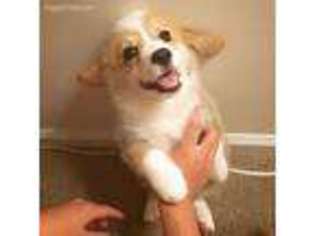 Pembroke Welsh Corgi Puppy for sale in Secaucus, NJ, USA