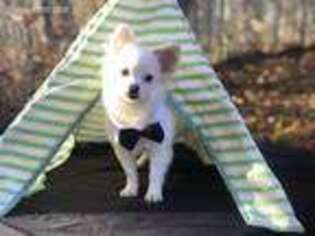 Pomeranian Puppy for sale in Attleboro, MA, USA