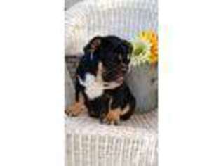 Bulldog Puppy for sale in HAYWARD, CA, USA
