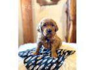 Mutt Puppy for sale in Melba, ID, USA