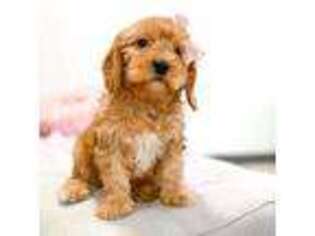 Cavapoo Puppy for sale in Statesville, NC, USA