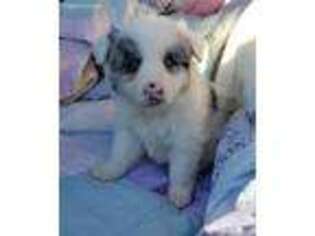 Australian Shepherd Puppy for sale in Denton, TX, USA