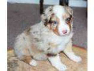 Australian Shepherd Puppy for sale in Randolph, NY, USA