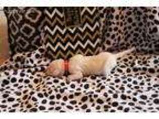 Dalmatian Puppy for sale in Austin, TX, USA