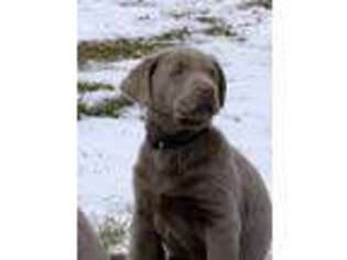 Labrador Retriever Puppy for sale in Lanesboro, MN, USA