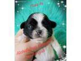 Mutt Puppy for sale in Breaux Bridge, LA, USA
