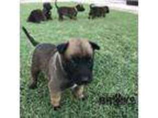 Belgian Malinois Puppy for sale in Chandler, AZ, USA
