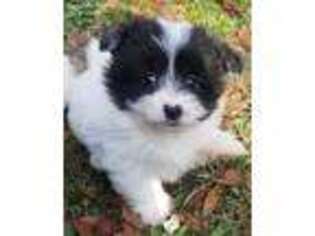 Maltipom Puppy for sale in East Dublin, GA, USA