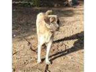 Anatolian Shepherd Puppy for sale in Rancho Santa Fe, CA, USA